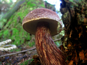 a close up of a forest