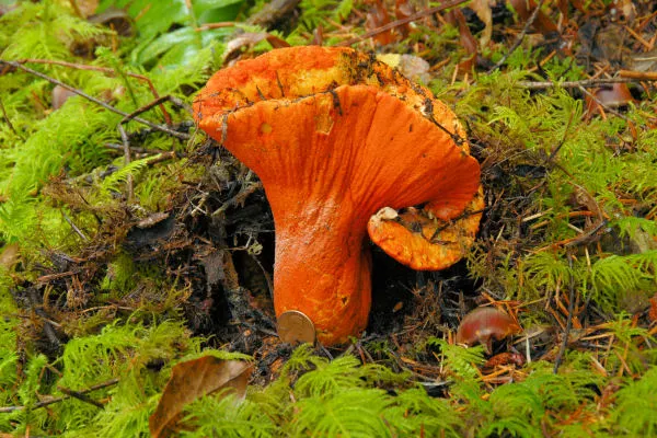 lobster mushroom a close up of a green field