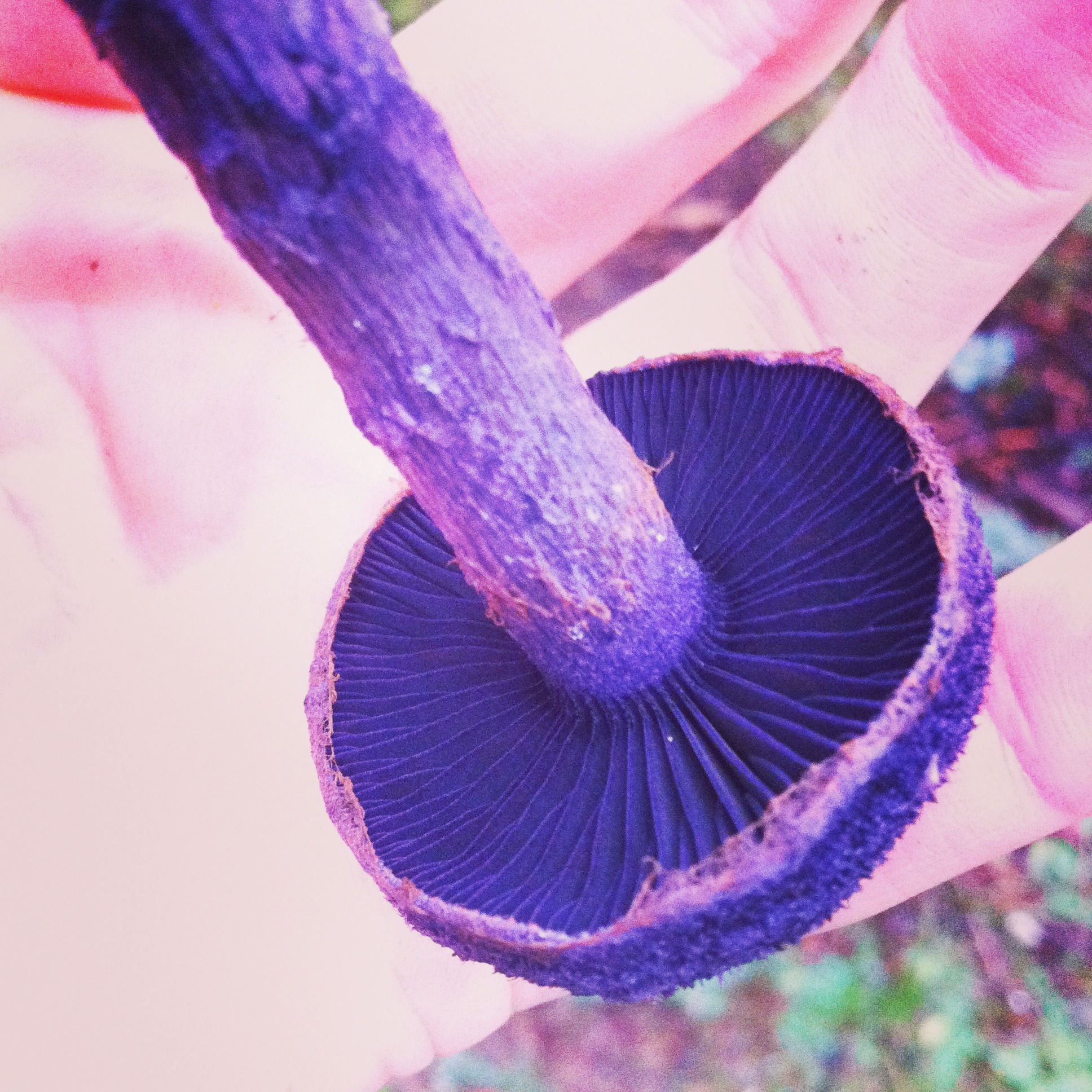 violet cortinarius (6) violet cortinarius (6)