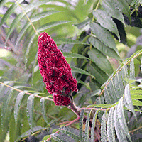 sumac-staghorn pic a close up of a plant