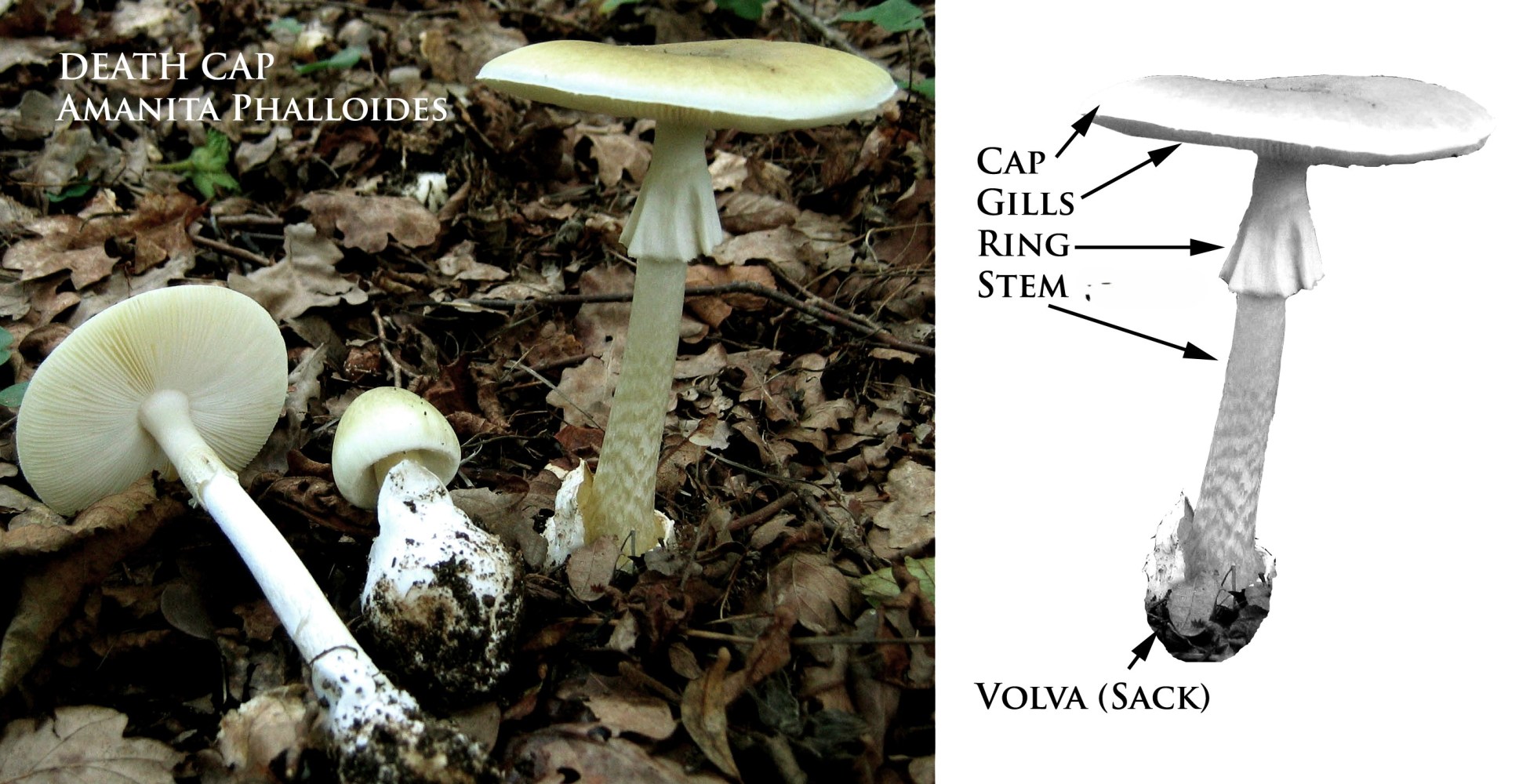 death cap mushroom