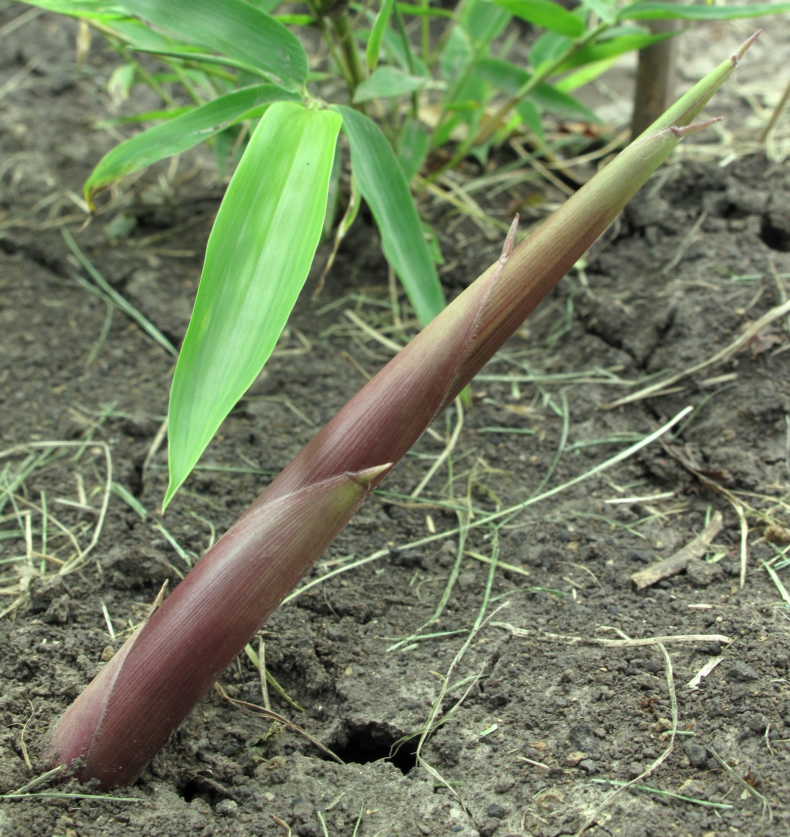 Bamboo_shoot-phyllostachys_parvifolia-jx1241c a bird sitting on top of a dirt field