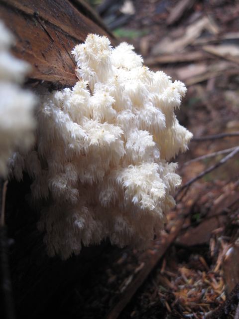 bears tooth mushroom bears tooth mushroom