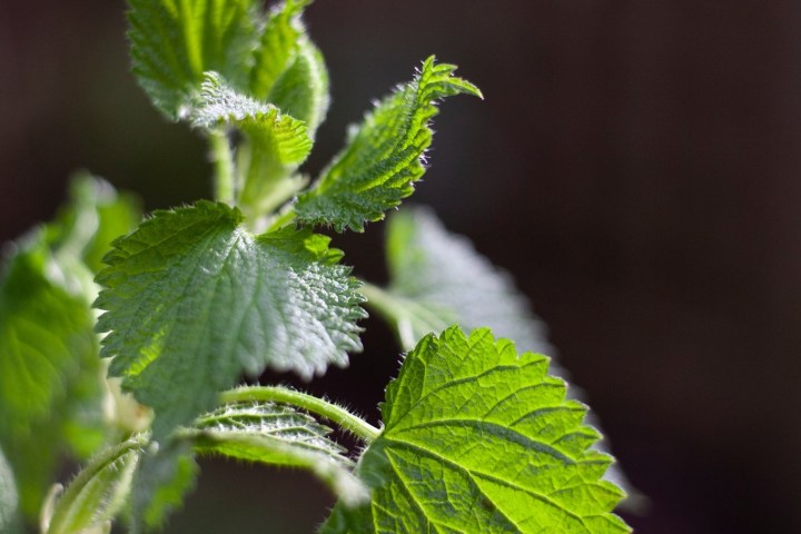 a close up of a plant