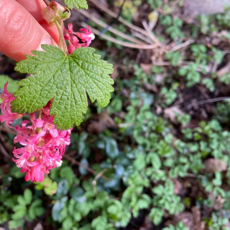 a close up of a flower