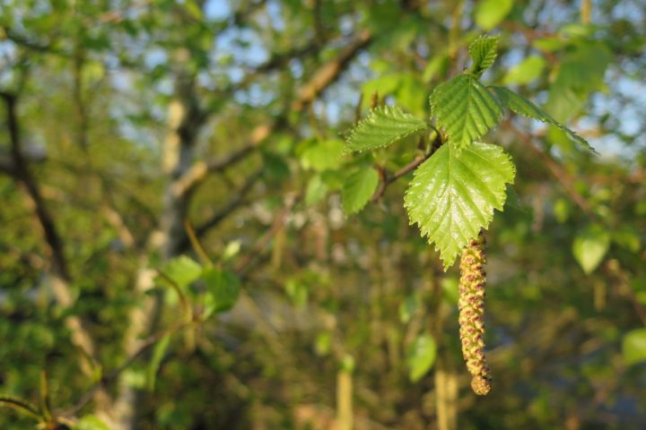a close up of birch leaf