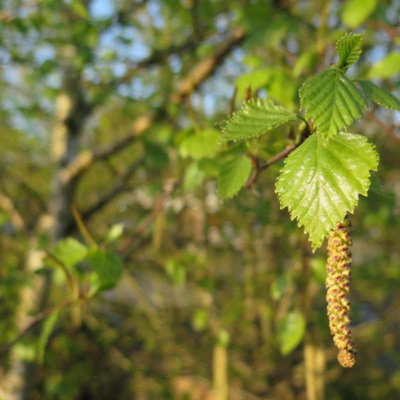 a close up of birch leaf