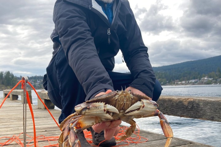 Person crouching on dock holding a crab with crab trap