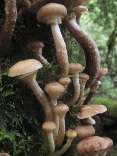 fungus growing on a tree