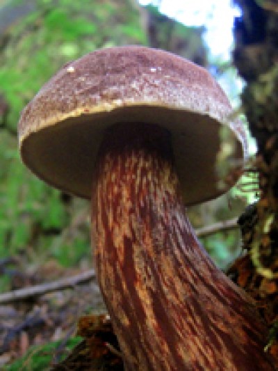 a close up of a forest