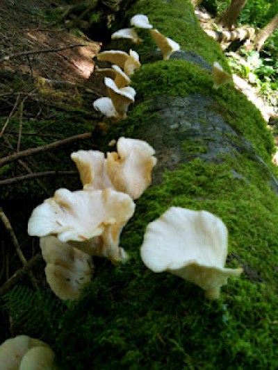 a close up of a flower
