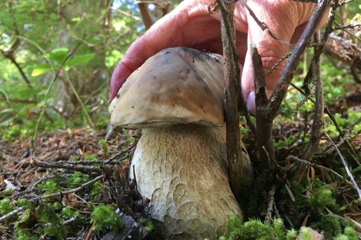 fungus growing on a tree branch