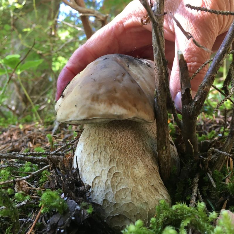 fungus growing on a tree branch