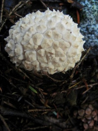 a close up of a nest