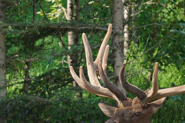 a deer in the woods