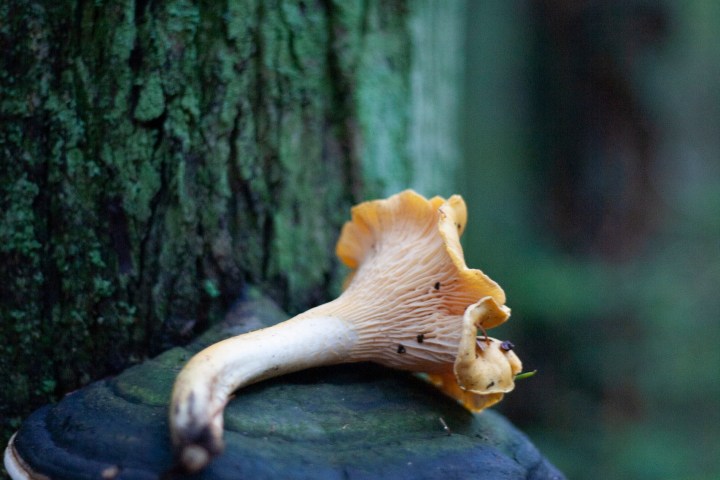 a snail sitting on the ground