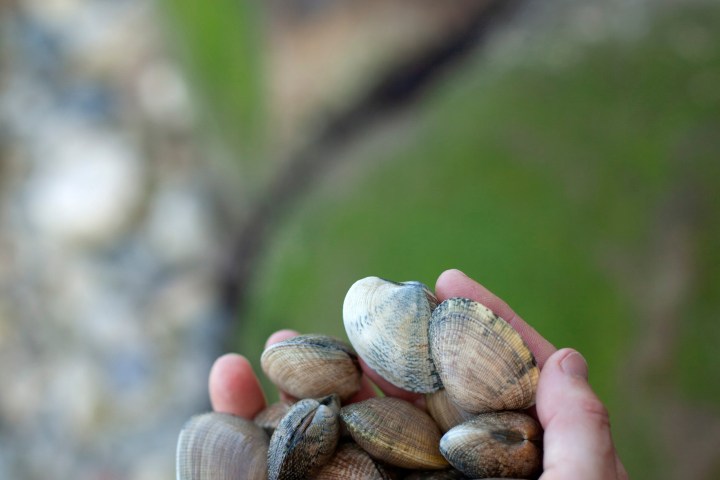 a hand holding a small piece of food