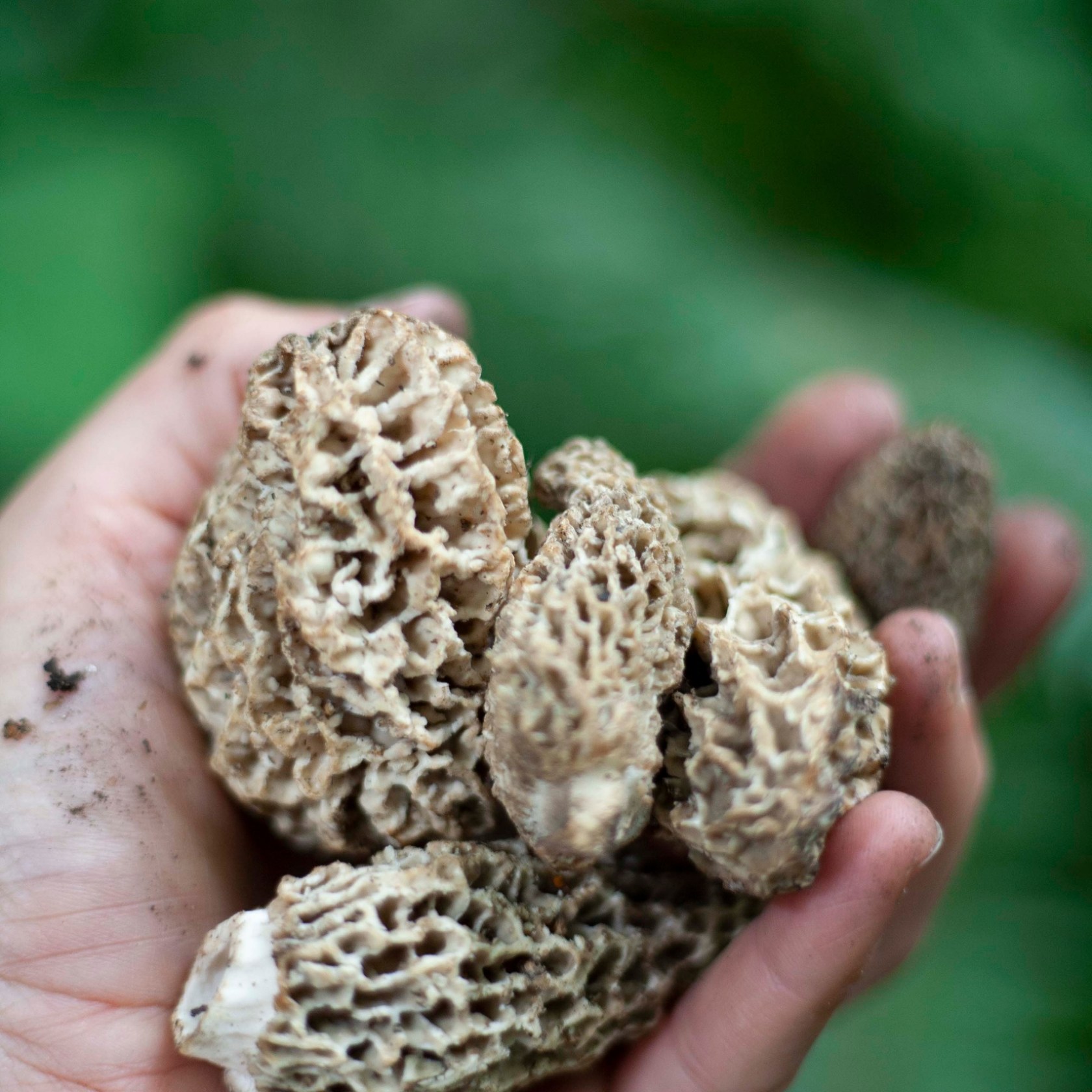 a hand holding a half eaten banana