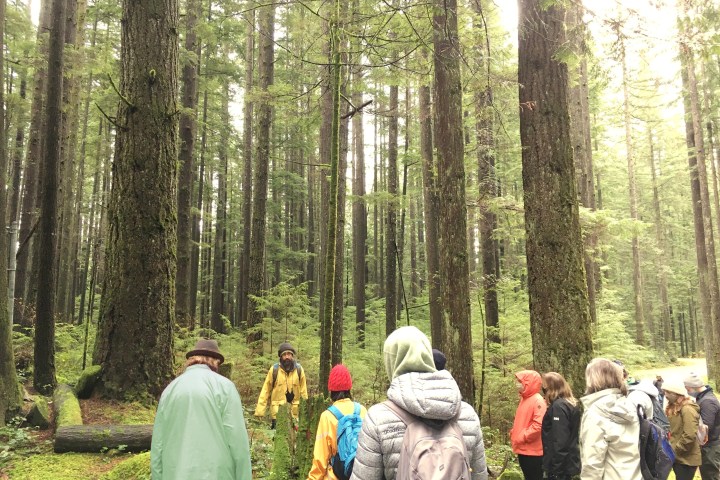 a group of people in a forest