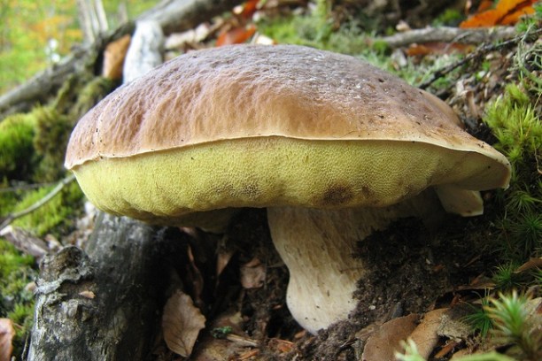 a close up of some grass