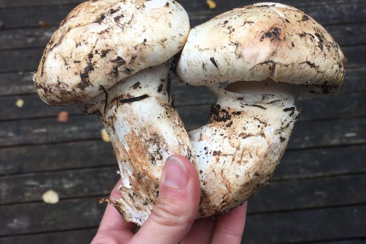 a hand holding an ice cream cone