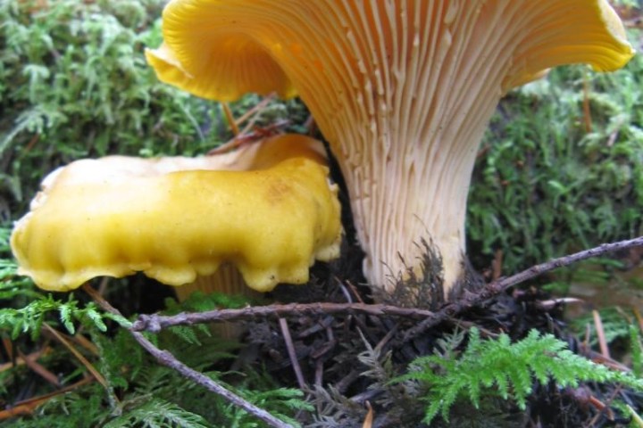 a close up of a flower garden