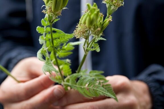 a person holding a flower
