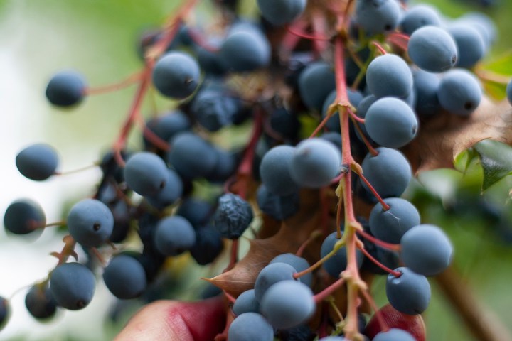 a close up of a person holding a fruit