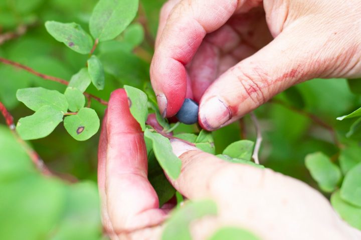 a close up of a hand holding a flower
