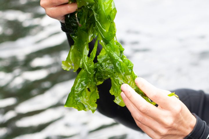 a hand holding a green leaf