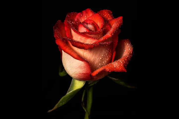 dark rose