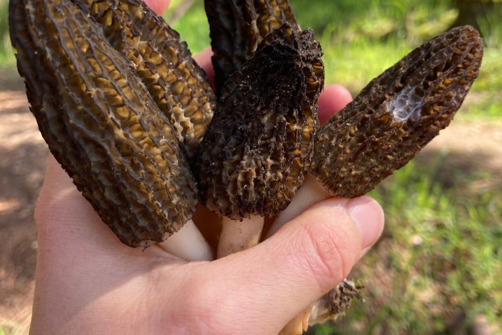 morels