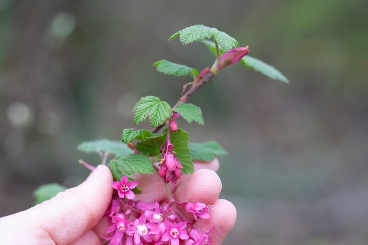 flowering currant blossom BC