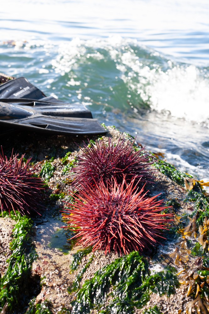 sea urchin - uni harvest