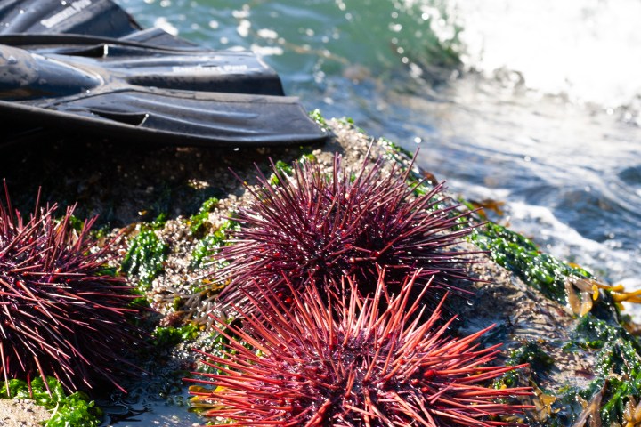 sea urchin - uni harvest