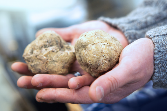 a hand holding a small piece of food