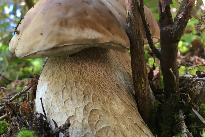 fungus growing on a tree branch
