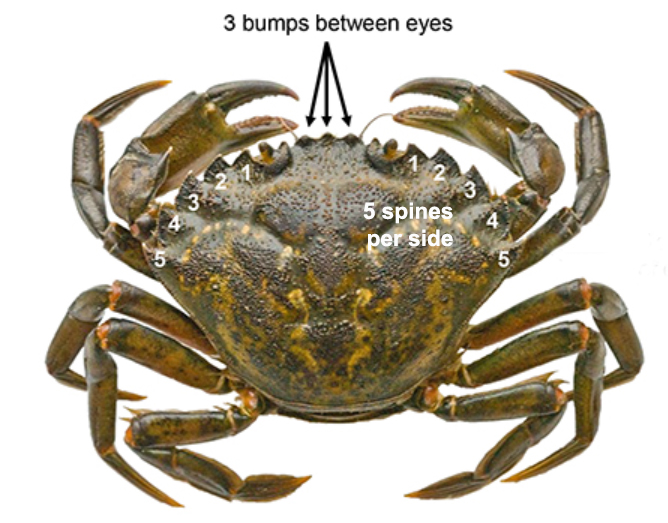 European green crab ID european green crab ID