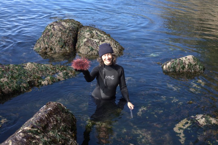 sea urchin harvest chef robin kort uni