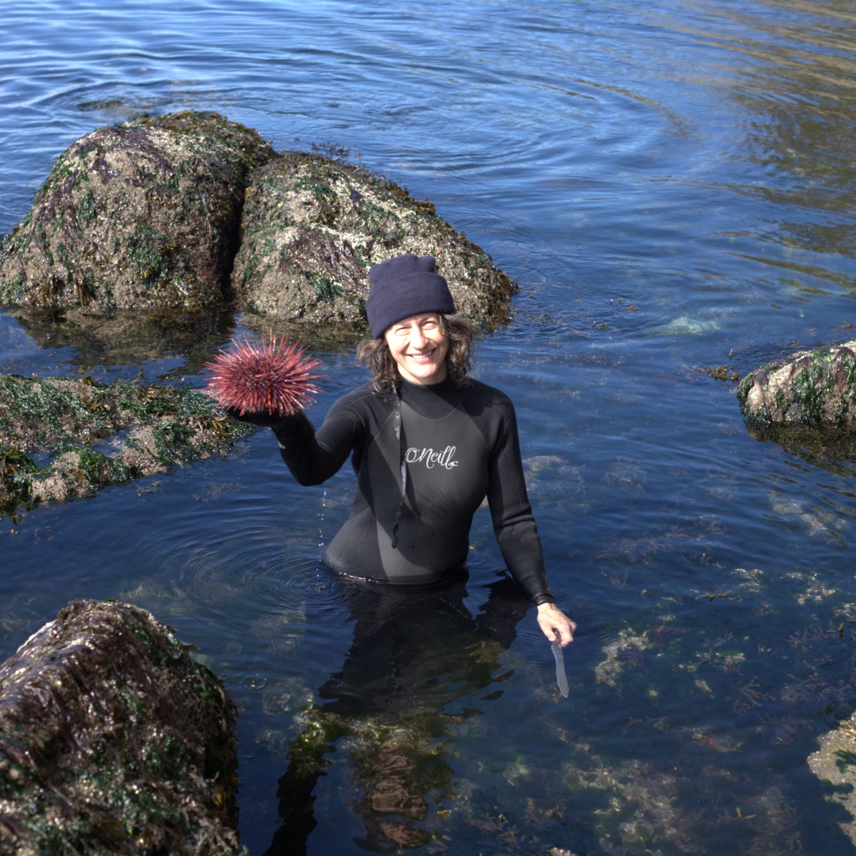 sea urchin harvest chef robin kort uni