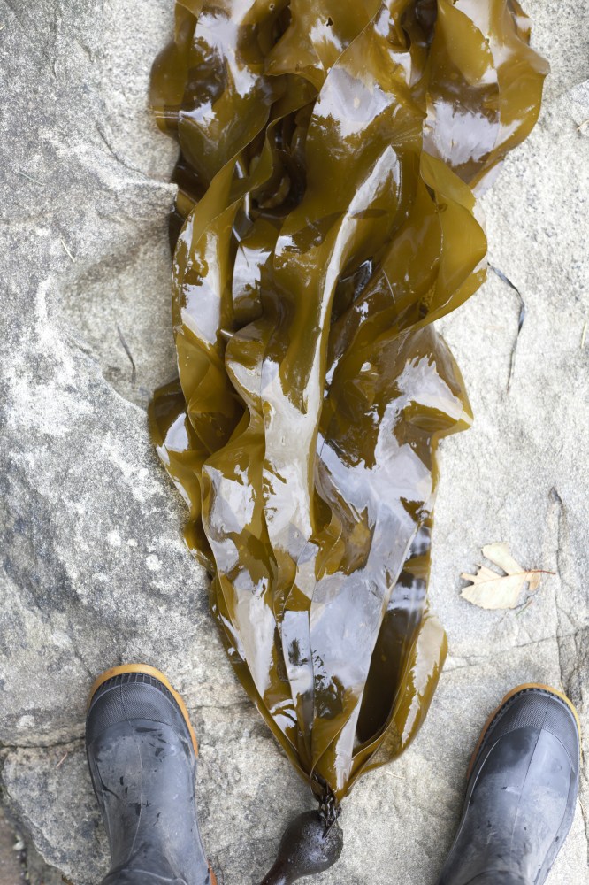 bullwhip kelp harvesting bc 