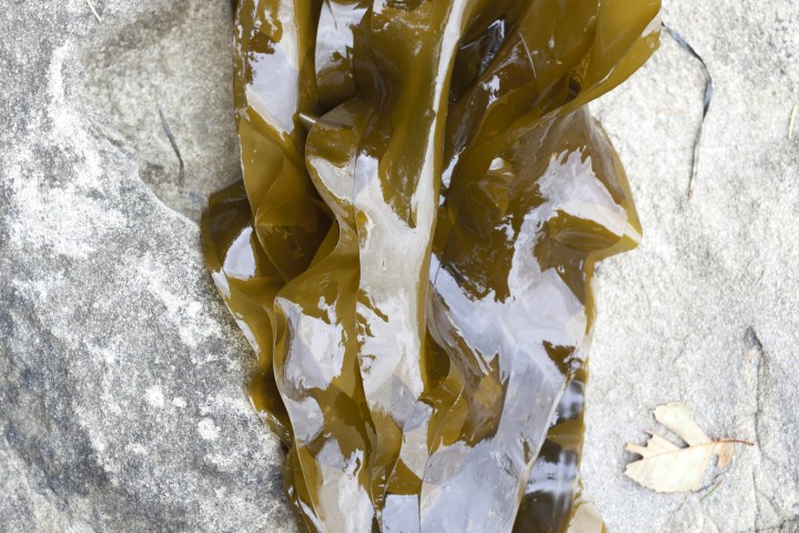 bullwhip kelp harvesting bc