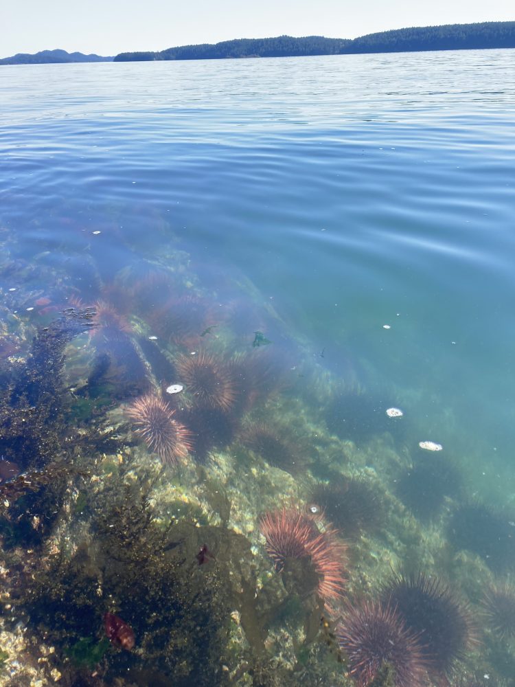 sea urchin barren BC