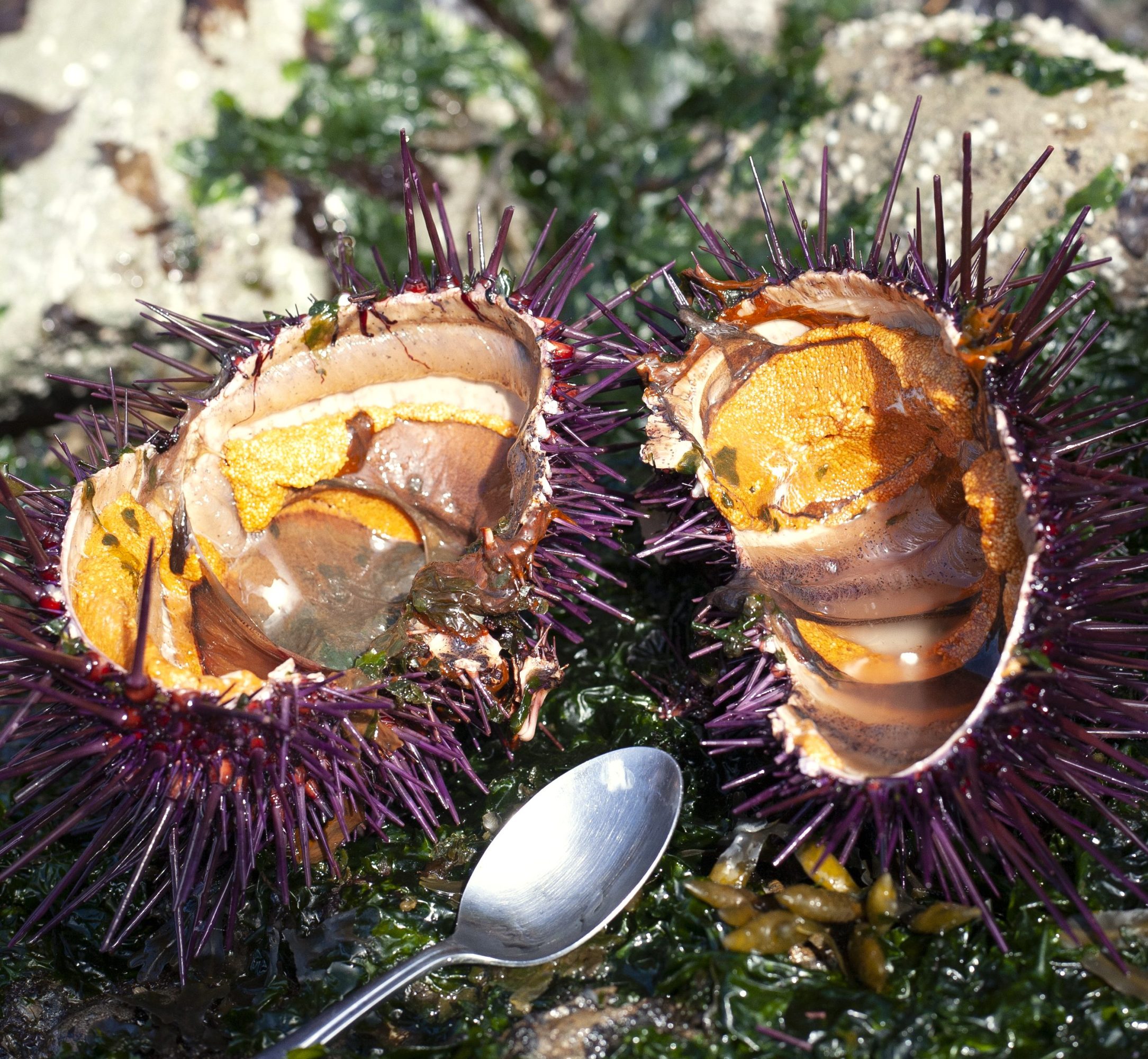 Two opened sea urchins with a spoon on a rocky surface with green seaweed.