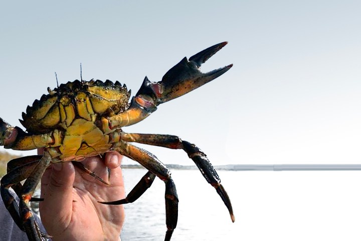 european green crab - eat the invaders event by swallow tail culinary in vancouver bc
